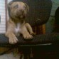 mi cachorra